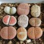 10 PCS Seeds Pebble Plant Mix Cactus Lithops Succulents Living Stones