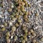 10 PCS Seeds Pebble Plant Mix Cactus Lithops Succulents Living Stones