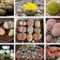 10 PCS Seeds Pebble Plant Mix Cactus Lithops Succulents Living Stones