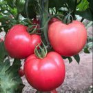 400 PCS Seeds Peking F1 Pink Red Big Tomato