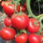 400 PCS Seeds Peking F1 Pink Red Big Tomato