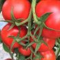 400 PCS Seeds Peking F1 Pink Red Big Tomato