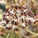 10 PCS Seeds Pelargonium Auritum Geranium