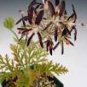 10 PCS Seeds Pelargonium Auritum Geranium