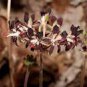 10 PCS Seeds Pelargonium Auritum Geranium