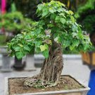 5 PCS Seeds Peepal Ficus Religiosa Bonsai Family Moraceae Perennial Sacred Fig Bonsai 5 PCS Seeds Peepal Ficus Religiosa Bonsai Family Moraceae Perennial Sacred Fig Bonsai