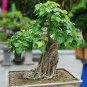 5 PCS Seeds Peepal Ficus Religiosa Bonsai Family Moraceae Perennial Sacred Fig Bonsai