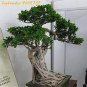5 PCS Seeds Peepal Ficus Religiosa Bonsai Family Moraceae Perennial Sacred Fig Bonsai