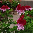 100 PCS Seeds Pelargonium Graveolens Semente