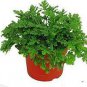 100 PCS Seeds Pelargonium Graveolens Semente