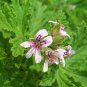 100 PCS Seeds Pelargonium Graveolens Semente