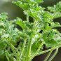 100 PCS Seeds Pelargonium Graveolens Semente