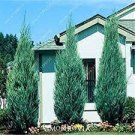 50 PCS Seeds Pencil Point Juniper
