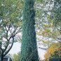 50 PCS Seeds Pencil Point Juniper
