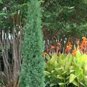 50 PCS Seeds Pencil Point Juniper