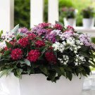 200 PCS Seeds Pentas Lanceolata Flower mix 4 colors