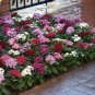 200 PCS Seeds Pentas Lanceolata Flower mix 4 colors