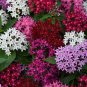 200 PCS Seeds Pentas Lanceolata Flower mix 4 colors