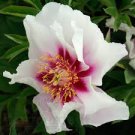 100 PCS Seeds Peony 'Cora Louise' Seeds Lavender Center White Petals 100 PCS Seeds Peony 'Cora Louise' Seeds Lavender Center White Petals