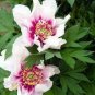 100 PCS Seeds Peony 'Cora Louise' Seeds Lavender Center White Petals
