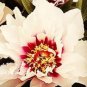 100 PCS Seeds Peony 'Cora Louise' Seeds Lavender Center White Petals