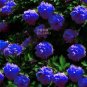 5 PCS Seeds Peony Dark Blue Climbing Flower