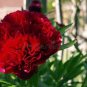 5 PCS Seeds Peony Dark Deep Red Multi-petalled Flower