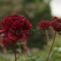 5 PCS Seeds Peony Dark Deep Red Multi-petalled Flower