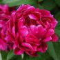 5 PCS Seeds Peony Dark Deep Red Multi-petalled Flower