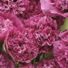 5 PCS Seeds Peony Dark Purple Big Blooms Flower Seeds flower diameter 5 PCS Seeds Peony Dark Purple Big Blooms Flower Seeds flower diameter