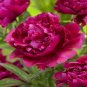 5 PCS Seeds Peony Dark Purple Big Blooms Flower Seeds flower diameter