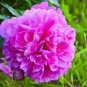 5 PCS Seeds Peony Dark Purple Big Blooms Flower Seeds flower diameter
