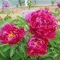 5 PCS Seeds Peony Dark Purple Big Blooms Flower Seeds flower diameter