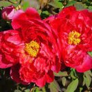 5 PCS Seeds Peony Dark Red 2-layer Petals Pink Ball Flower