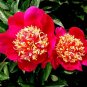 5 PCS Seeds Peony Dark Red 2-layer Petals Pink Ball Flower