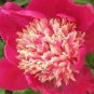 5 PCS Seeds Peony Dark Red 2-layer Petals Pink Ball Flower