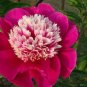 5 PCS Seeds Peony Dark Red 2-layer Petals Pink Ball Flower