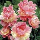 10 PCS Seeds Peony Flower Bonsai for Home Garden