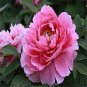 10 PCS Seeds Peony Flower Bonsai for Home Garden