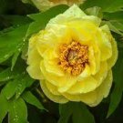 5 PCS Seeds Peony 'Goden Years' Gold Flowers