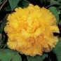 5 PCS Seeds Peony 'Goden Years' Gold Flowers