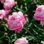 5 PCS Seeds Peony Bright Light Pink Flowering Flower Seeds big blooms home garden light fragrant