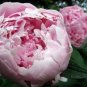5 PCS Seeds Peony Bright Light Pink Flowering Flower Seeds big blooms home garden light fragrant