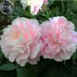 5 PCS Seeds Peony Bright Light Pink Flowering Flower Seeds big blooms home garden light fragrant