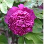 5 PCS Seeds Peony 'Shou An Hong' Dark Purplish Red Flower
