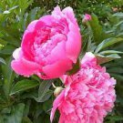 5 PCS Seeds Peony 'Silky Flag' Bi-colored Flower