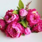 5 PCS Seeds Peony 'Silky Flag' Bi-colored Flower