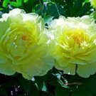 10 PCS Seeds Peony Flower Bonsai Garden and Potted Plants