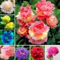 10 PCS Seeds Peony Flower Bonsai Garden and Potted Plants