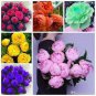 10 PCS Seeds Peony Flower Bonsai Garden and Potted Plants